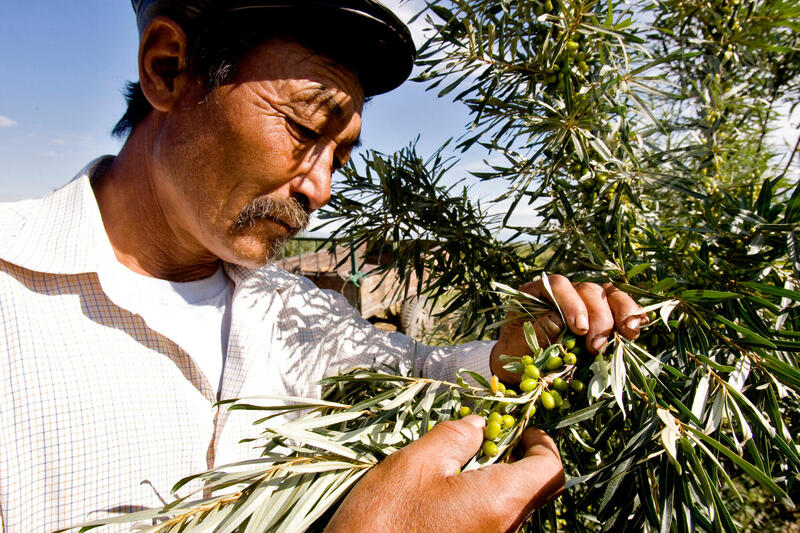 Mongolsk Farmer Un Photo