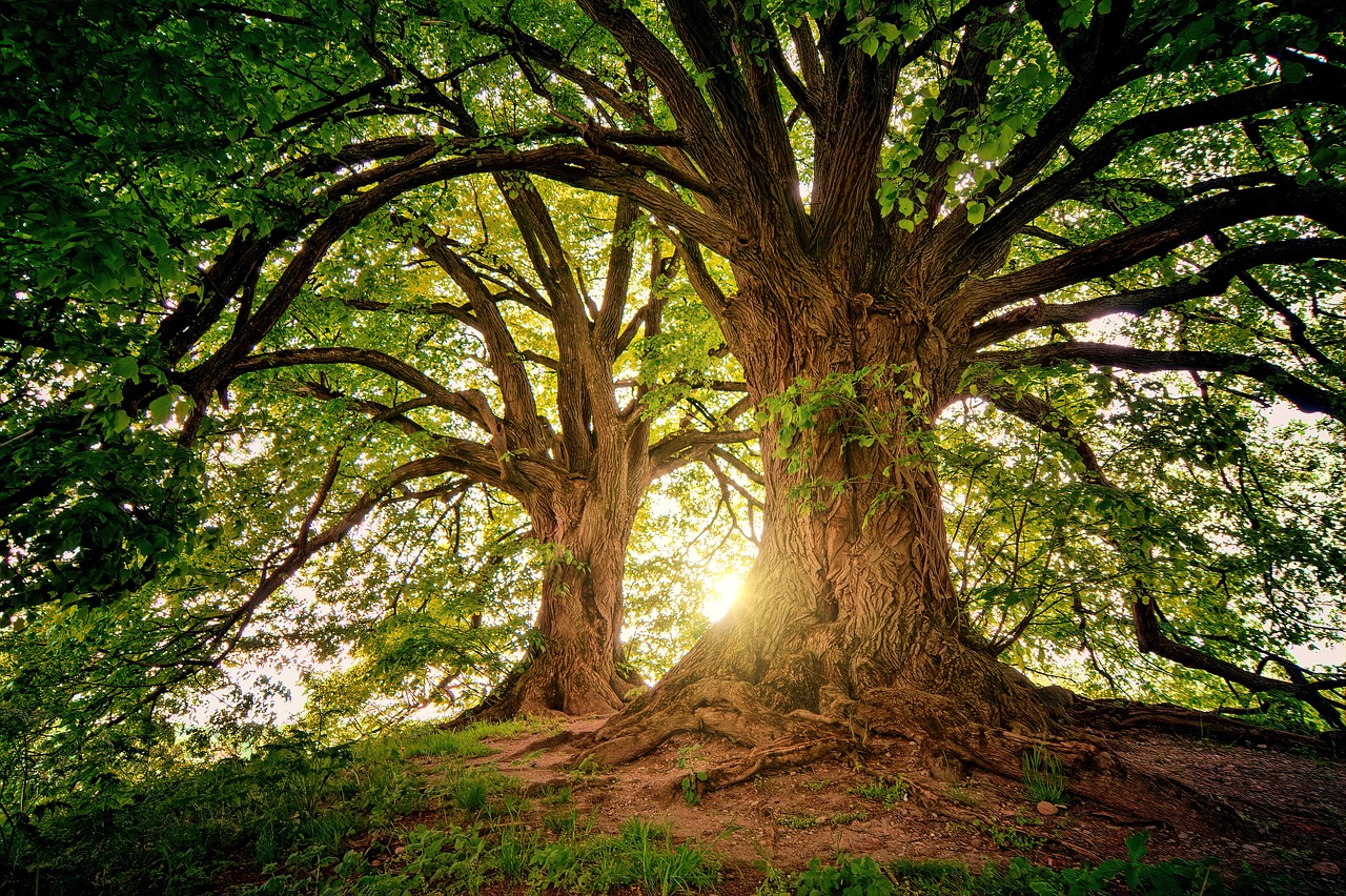 Trees 3822149 1280
